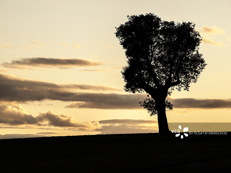 落日下的冬青树剪影图片素材