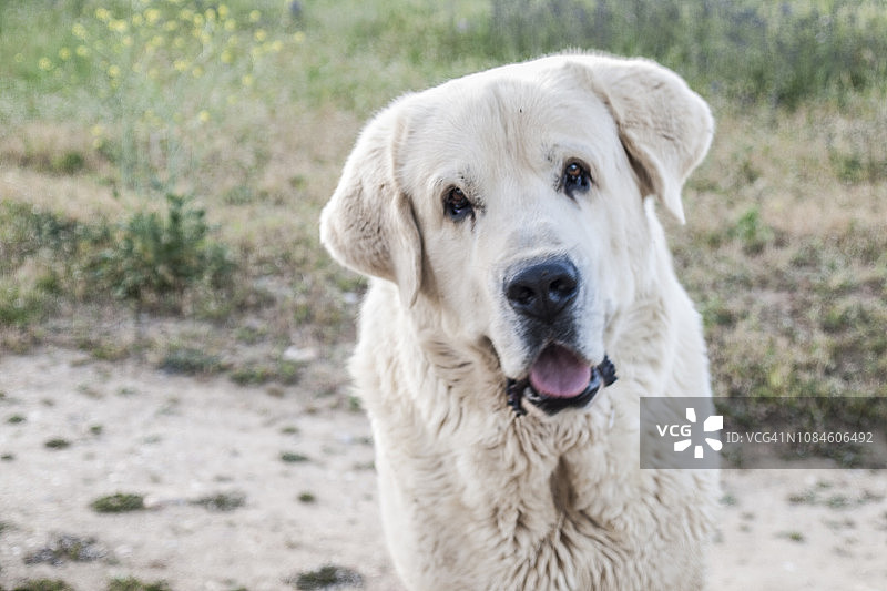 白色獒犬肖像图片素材