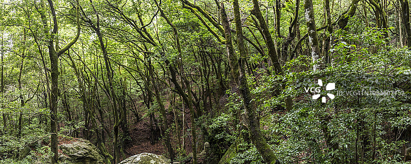 月桂树森林全景图片素材