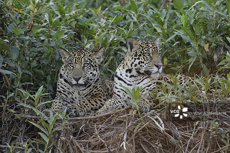 美洲虎图片素材