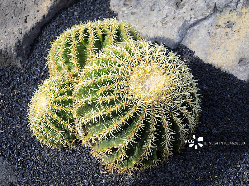 仙人掌（Echinocactus platyacanthus），仙人掌科，火山黑土地背景图片素材
