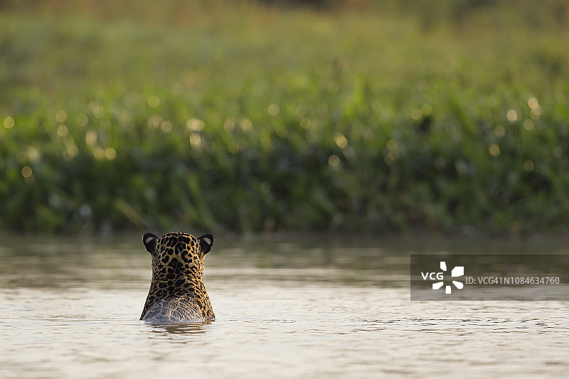 美洲虎图片素材