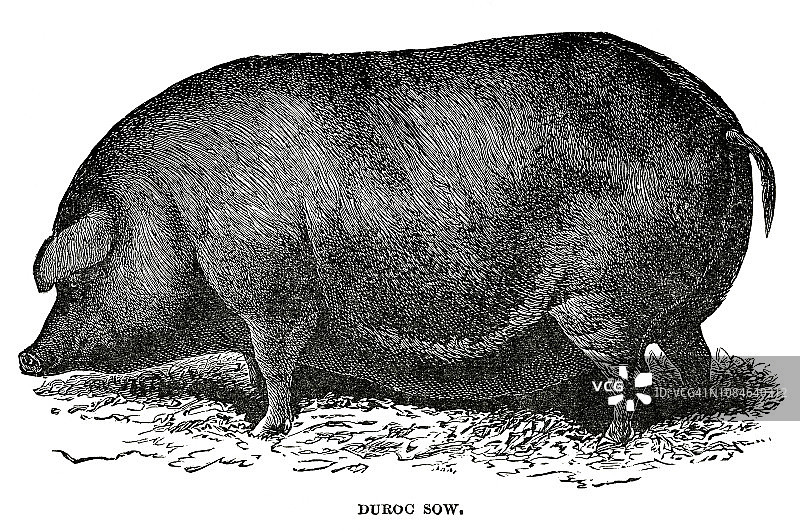 杜洛克母猪（猪）的木刻图片素材