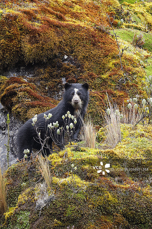 眼镜熊图片素材
