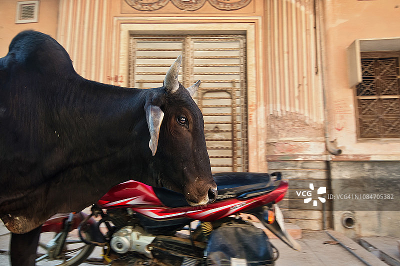 在印度拉贾斯坦邦的街上行走的一头牛图片素材