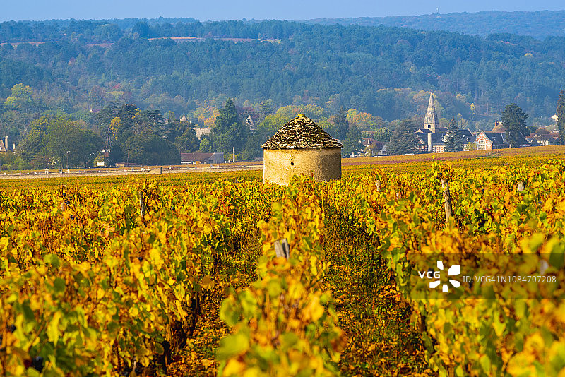 法国勃艮第金丘葡萄园图片素材