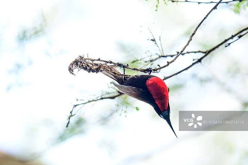 绯胸太阳鸟图片素材