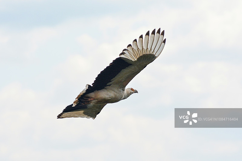 棕榈鹫图片素材