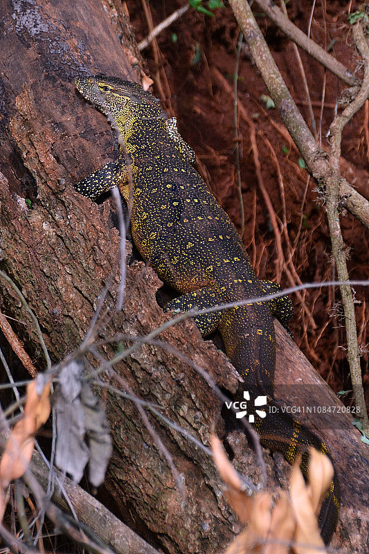 尼罗河巨蜥图片素材