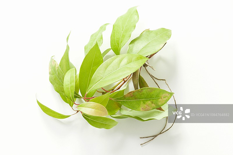 樟树枝图片素材