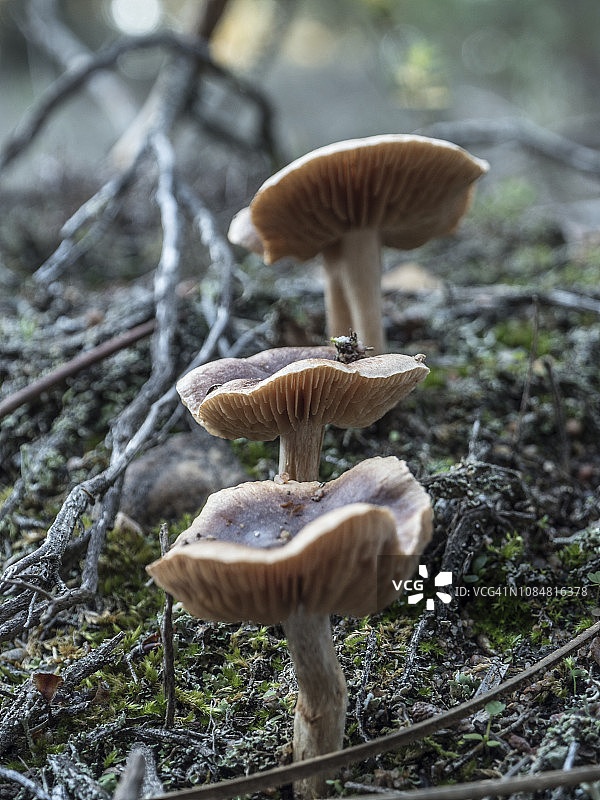 森林里的蘑菇图片素材