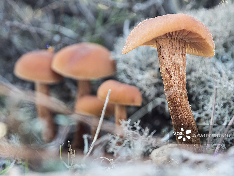 橘色小菇（Clitocybe olearia 或 Omphalotus olearius）图片素材
