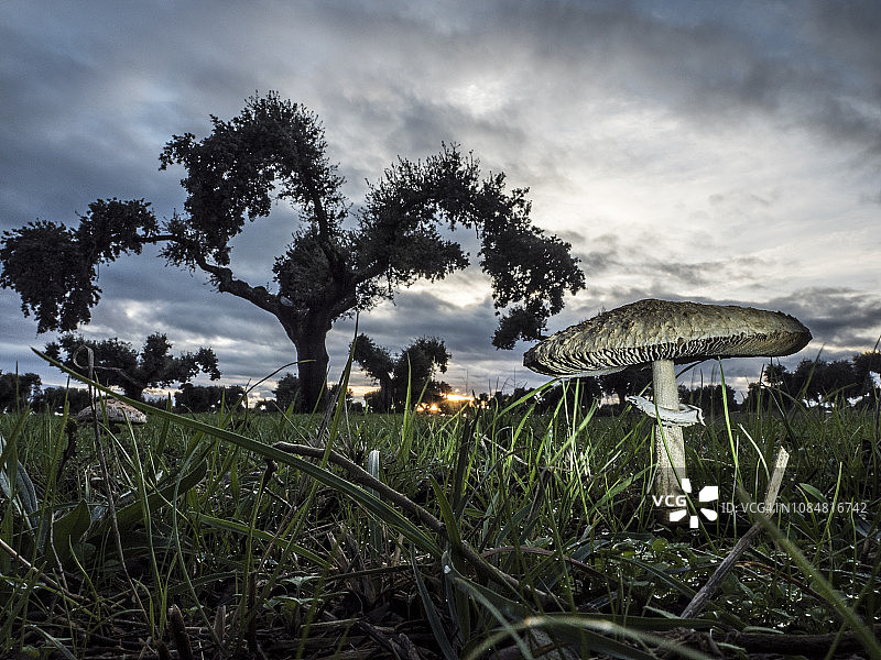 大环柄菇和橡树图片素材