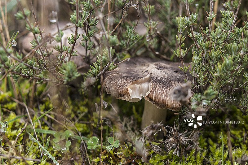 森林里的蘑菇图片素材