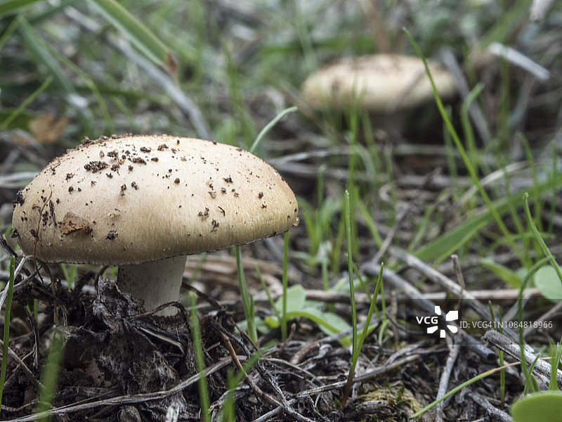 森林里的蘑菇图片素材