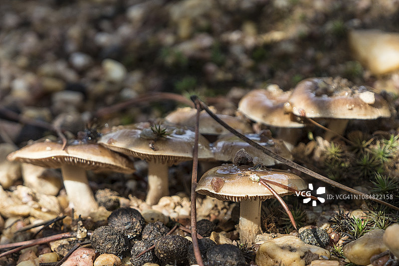 森林里的蘑菇图片素材