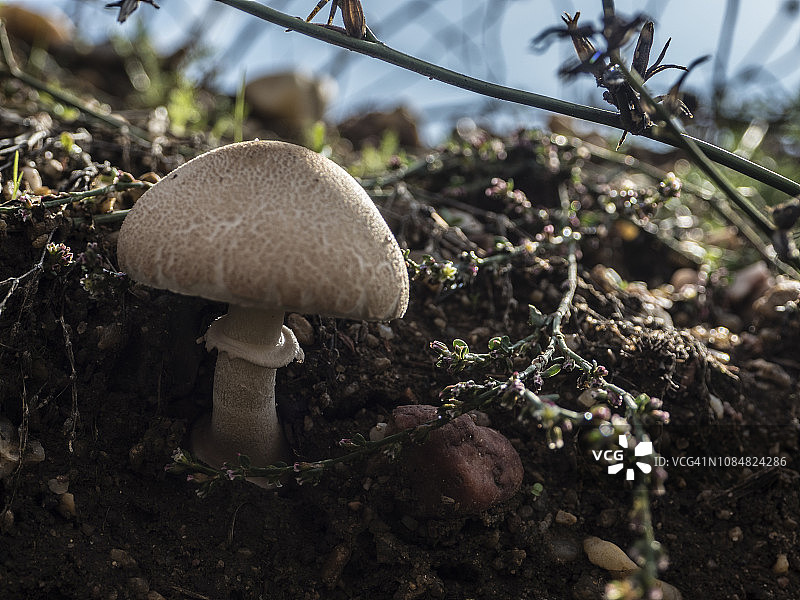 大环柄菇（伞菌科）图片素材