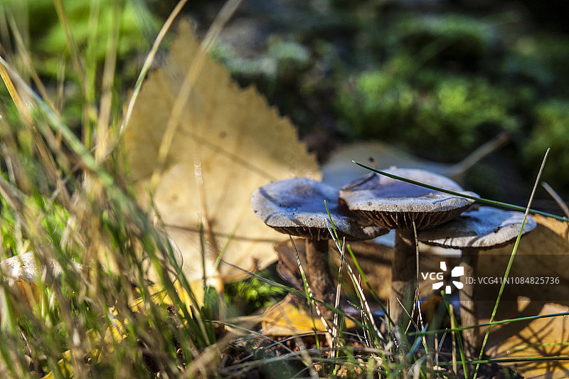 森林里的蘑菇图片素材