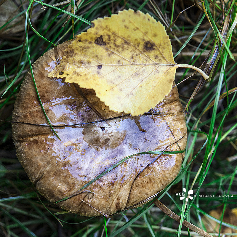 森林里的蘑菇图片素材