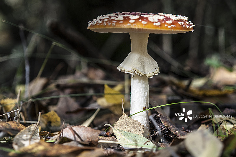 毒蝇伞（Amanita muscaria）图片素材