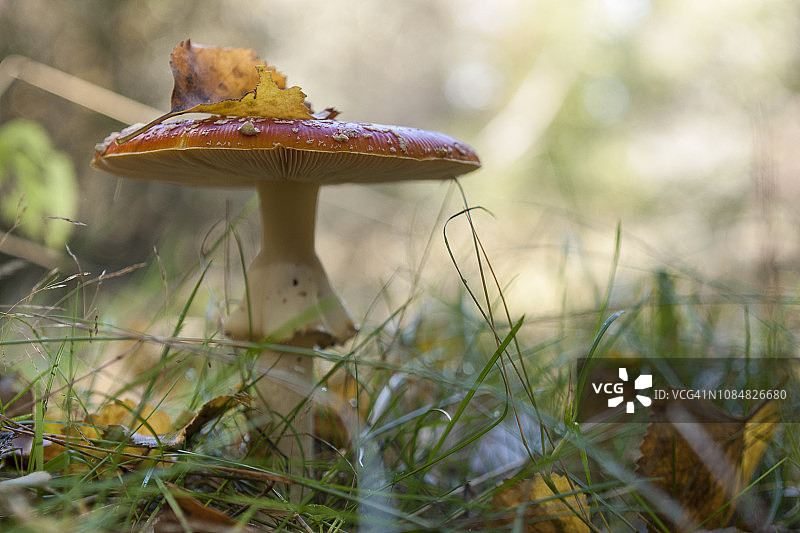 毒蝇伞（Amanita muscaria）图片素材