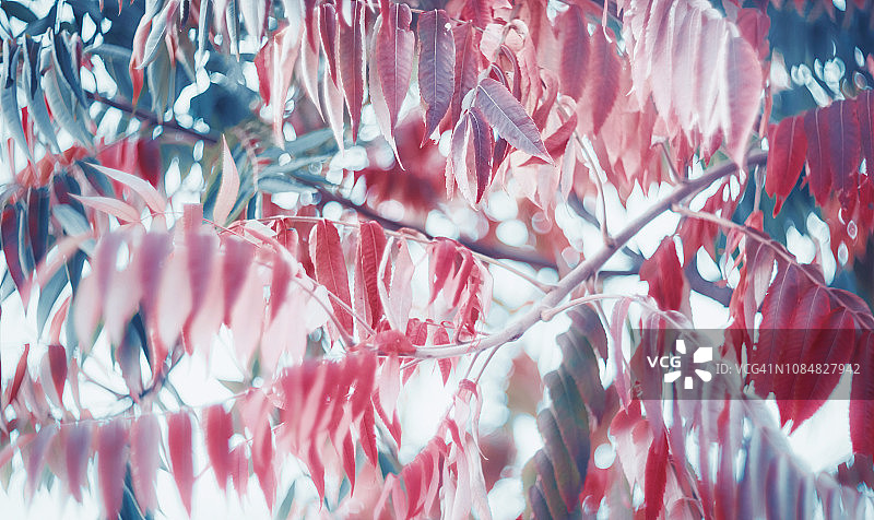 珊瑚色热带树叶枝条图片素材