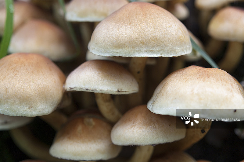 纺锤柄菇（Collybia fusipes或Gymnopus fusipes）图片素材