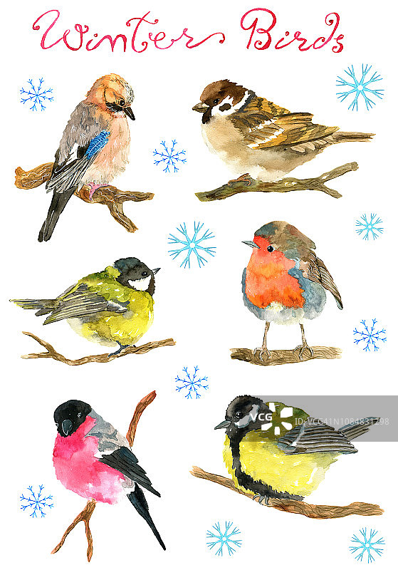 冬季鸟类（红腹灰雀、雪鸟、山雀、啄木鸟）设计素材图片素材