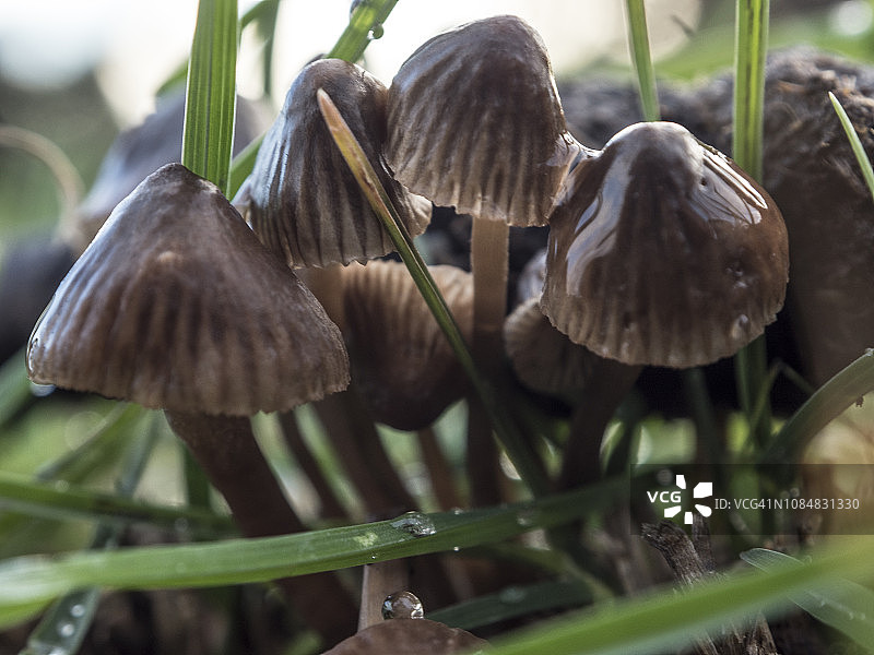 森林里的蘑菇图片素材
