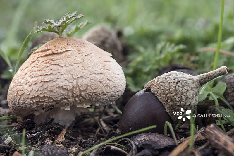 森林里带橡子的蘑菇图片素材