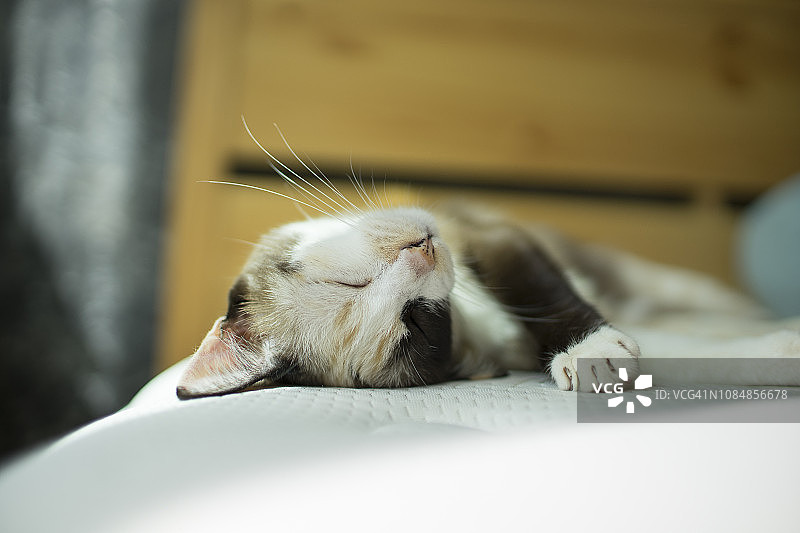 床上暹罗猫小猫特写图片素材