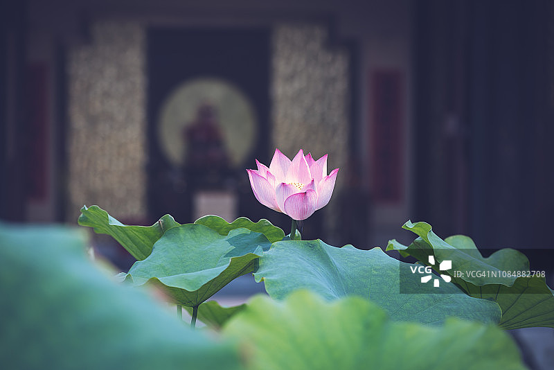 寺庙里的粉色莲花睡莲图片素材