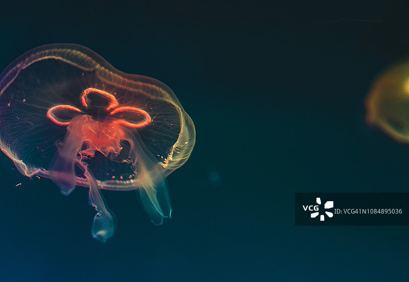 水母特写图片素材