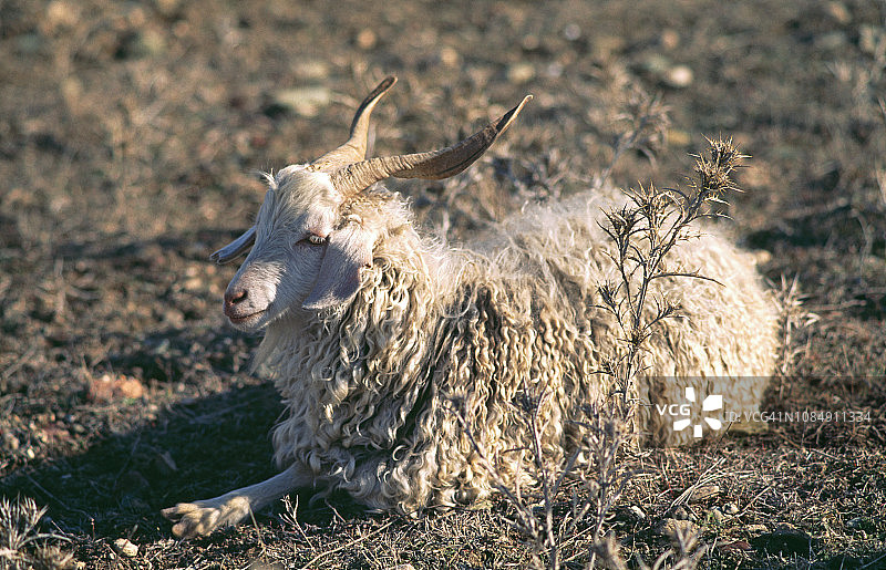 安哥拉山羊图片素材