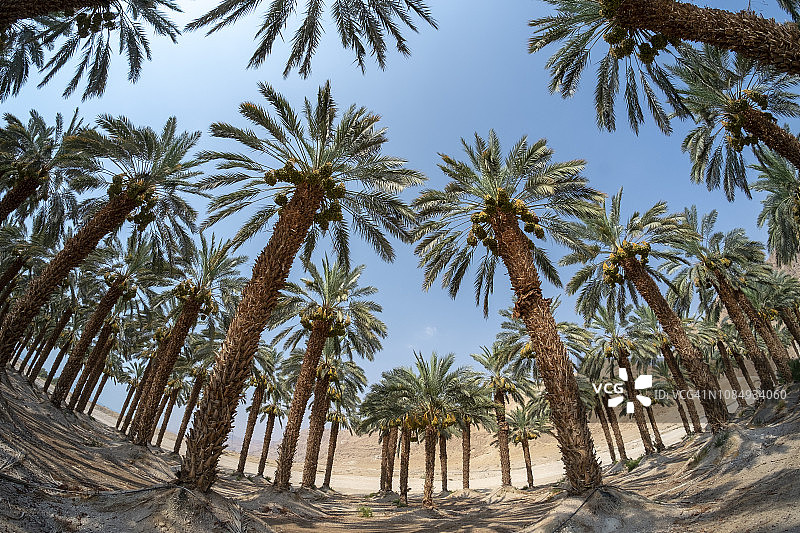 沙漠农业：棕榈树种植园图片素材