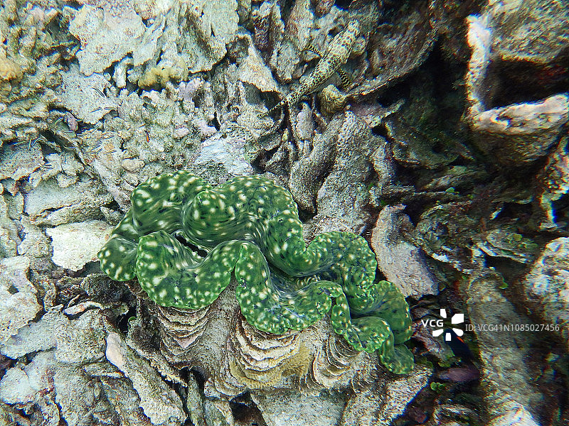 砗磲，马尔代夫埃里亚杜岛图片素材