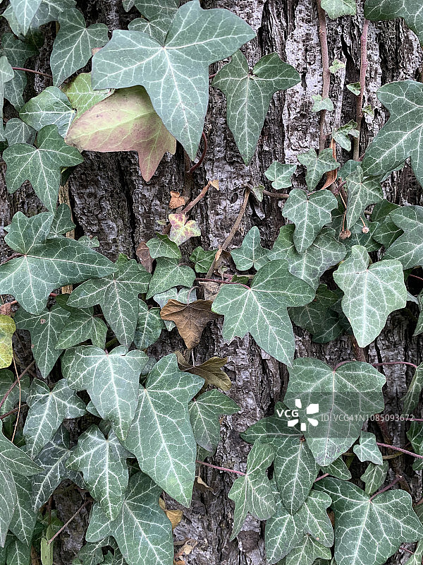 德国勃兰登堡，法兰克福（奥德）的树上的常春藤图片素材