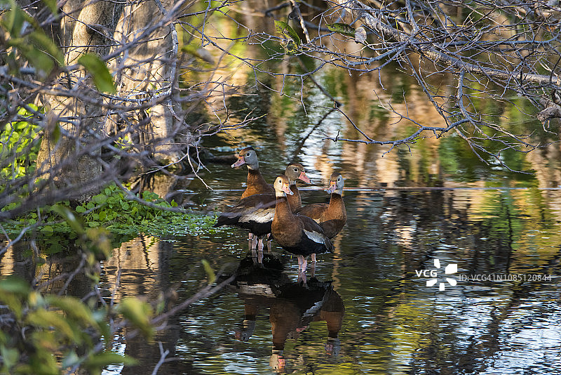 黑腹树鸭图片素材