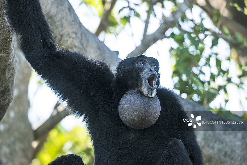 合趾猿图片素材