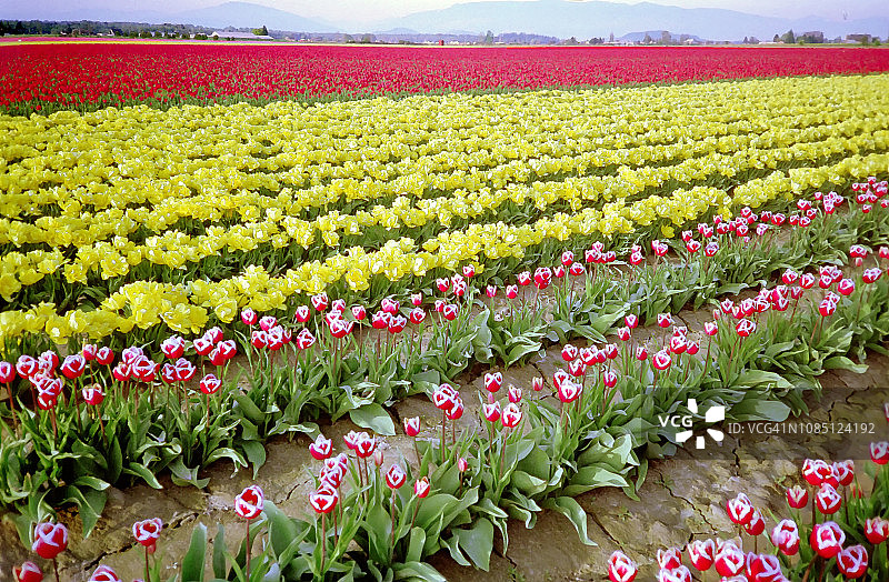 斯卡吉特山谷郁金香节油画背景图片素材