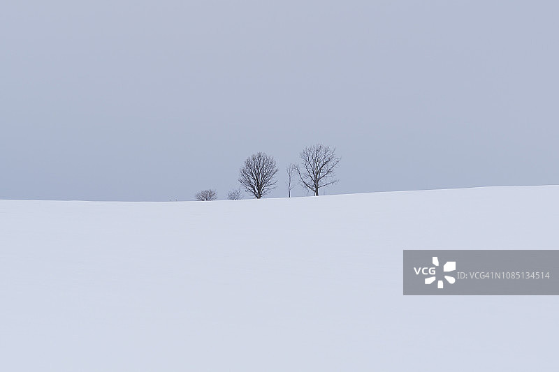 日本北海道美瑛的亲子树图片素材
