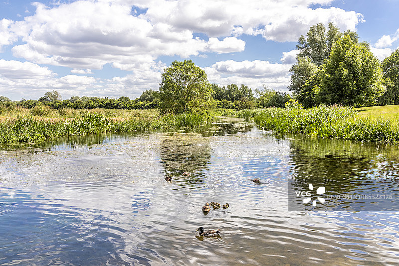 康斯太勃尔乡村夏日：萨福克郡内兰河斯陶尔河上的鸭子图片素材