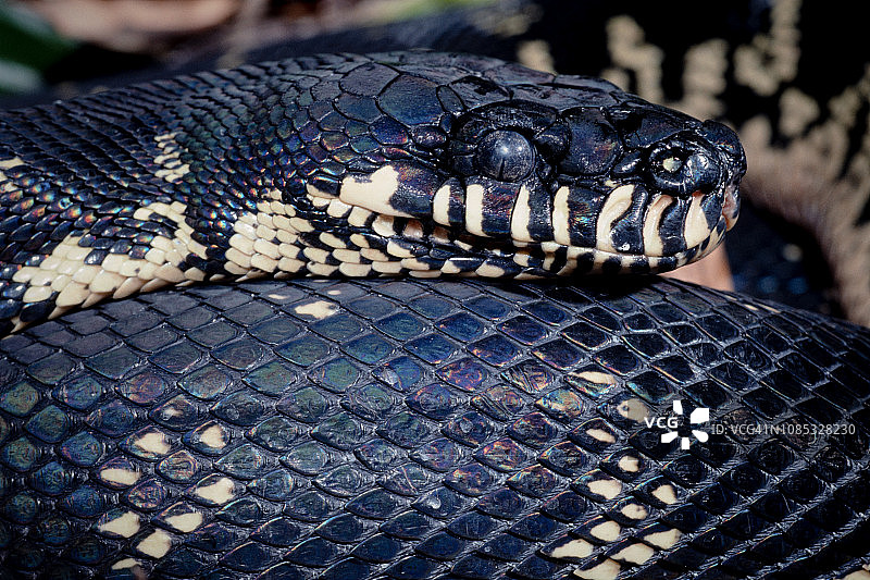 波伦蟒图片素材