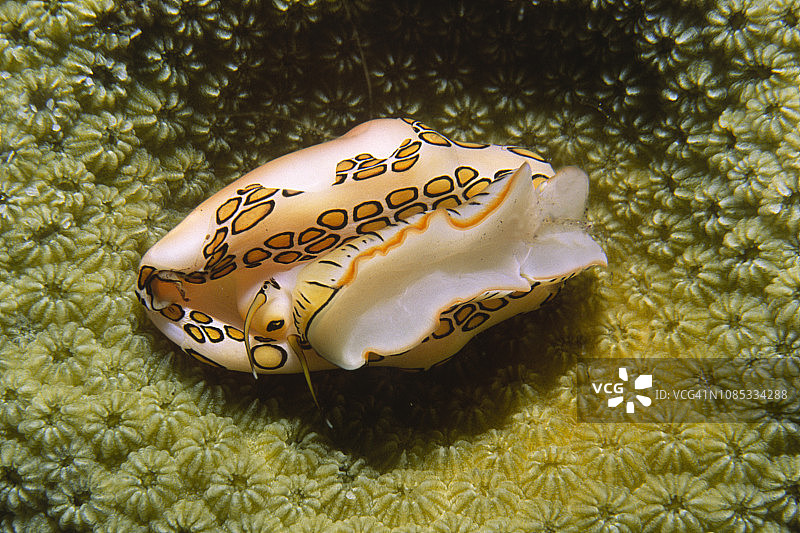 火烈鸟舌贝图片素材