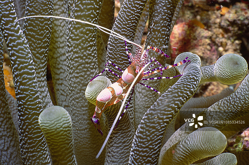 巨型海葵上的斑点清洁虾图片素材