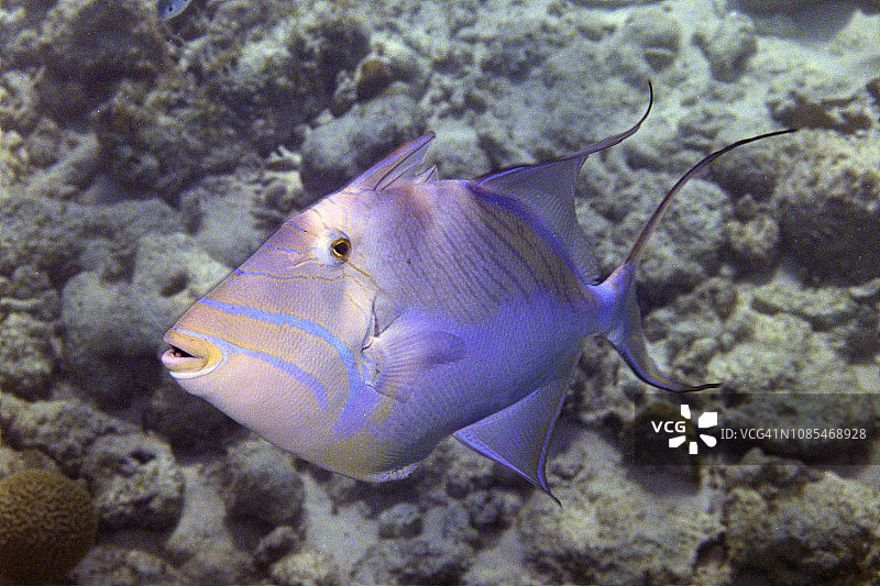皇后扳机鲀图片素材
