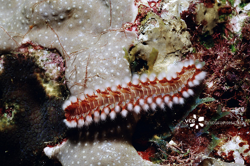 须状火虫图片素材