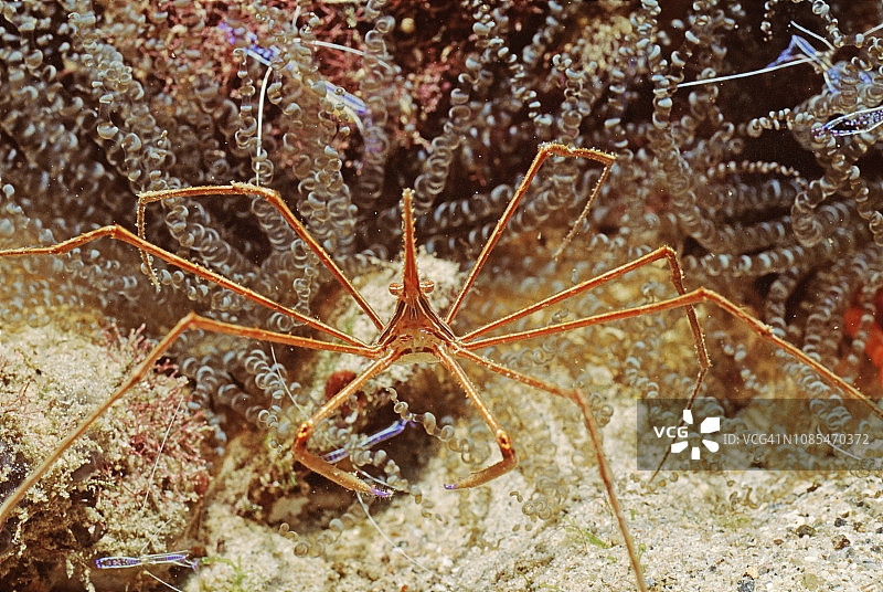 黄线箭蟹图片素材