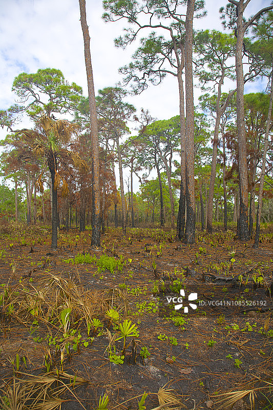 佛罗里达州恩格尔伍德最近规定消防区域图片素材