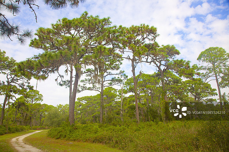 佛罗里达州英格尔伍德松树林附近的小径图片素材